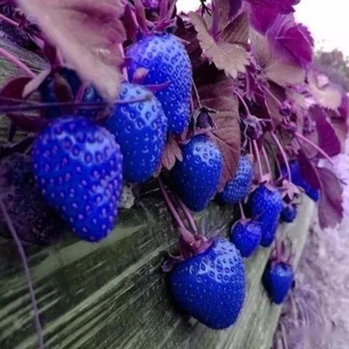 导读：如果你正在寻找一款蓝色草莓苗，但不知道在北京哪家店买，没关系！本文将为您介绍几家能够在北京购买蓝色草莓苗的店铺，并详细介绍了购买的所有条件