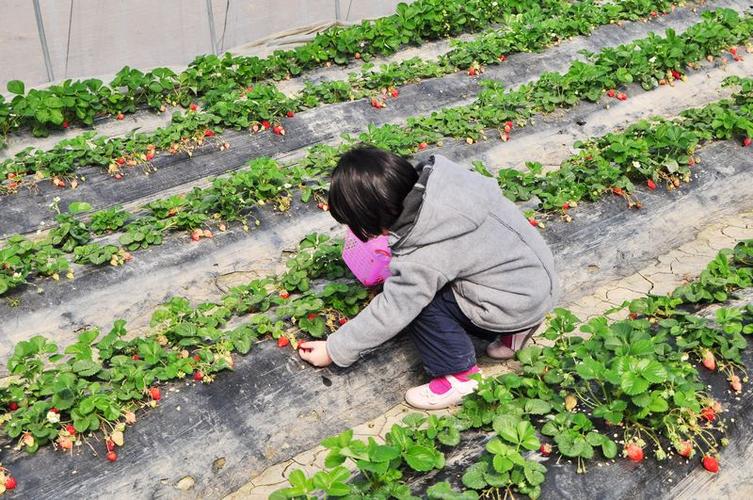 蚌埠哪里摘草莓最实惠