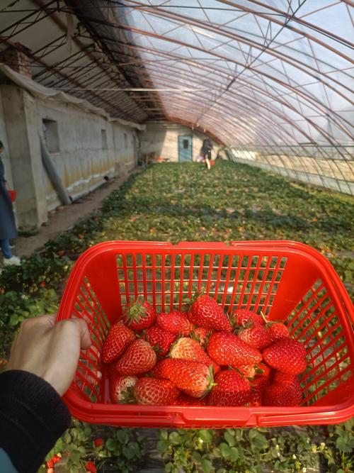 导读：蒲县草莓采摘园是一家以古城蒲县为背景，集草莓采摘、草莓种植、餐饮、休闲游乐等功能于一体的大型人工农贸市场，本文将主要介绍其电话以及注意事项等内容