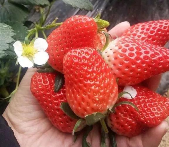 荣县草莓采摘有哪些