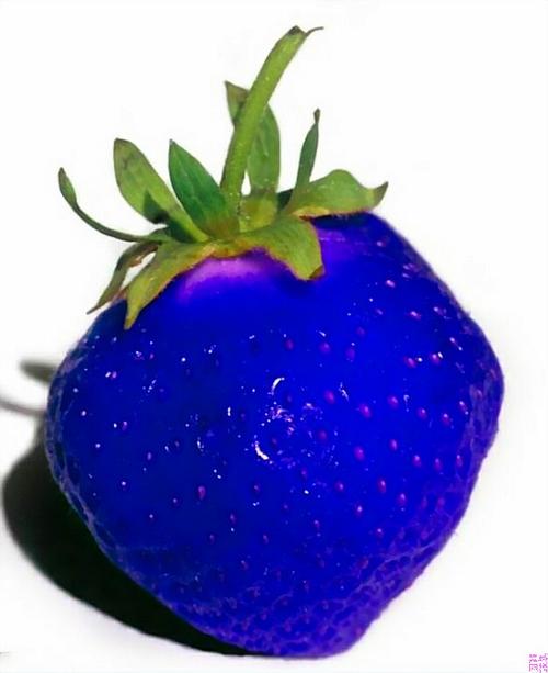 蓝色草莓苗越来越受到果农和园艺爱好者的青睐，它们既具有优异的外观，又味道美妙
