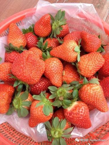 导读：虎门草莓种植园位于中国广东省广州市广州大学城