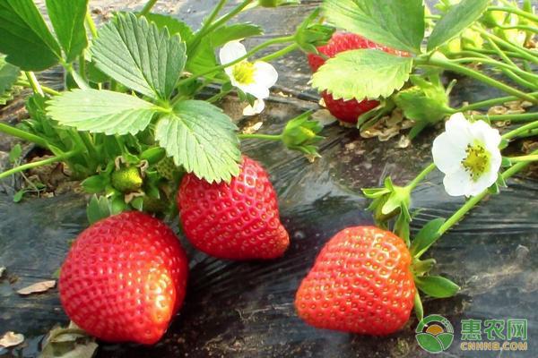 导读：草莓是一种健康的水果，它分布广泛，大量流通