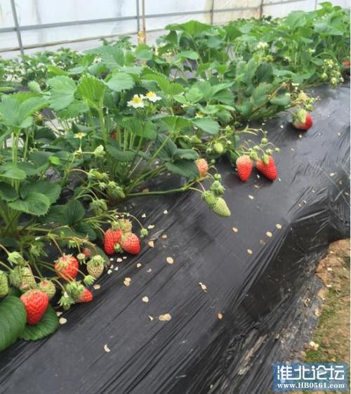 荠菜每亩播种多少颗草莓