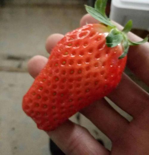 莎莎和草莓哪个好