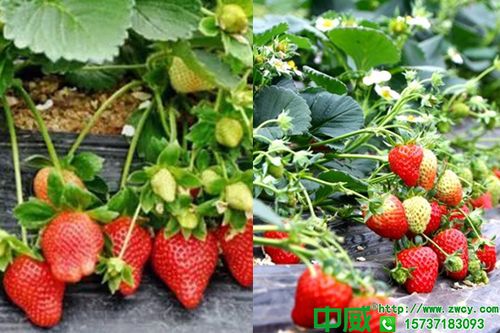 导读：草莓是一种极受欢迎的水果，也是很多甜点或烹饪食谱的主要原料