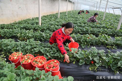 衢江区草莓采摘基地在哪里