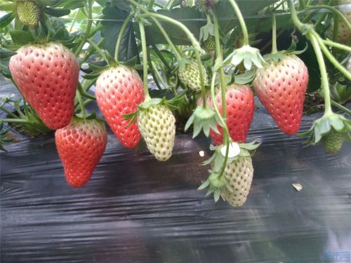 导读：每到盛夏季节，人们都会去草莓园采摘新鲜的草莓