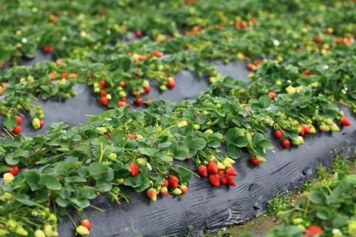导读：如果你一直在寻找衢江区草莓采摘基地本文将向你介绍这里有哪些草莓采摘基地每个基地都有哪些福利