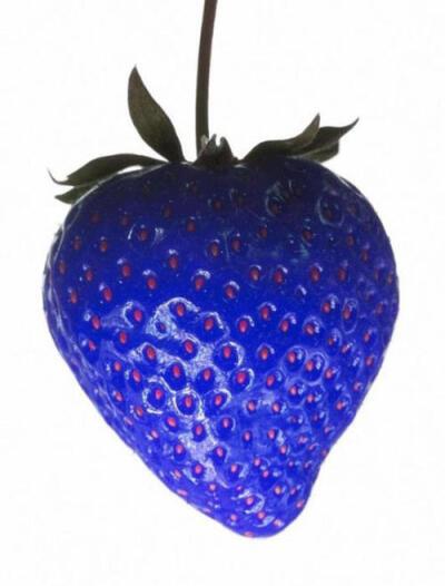 导读：蓝色草莓是一种非常受欢迎的水果，在市场上也非常常见