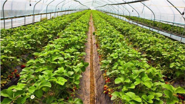 导读：衡水草莓大棚位于河北省衡水市西南部，是一处巨大的草莓专业农场