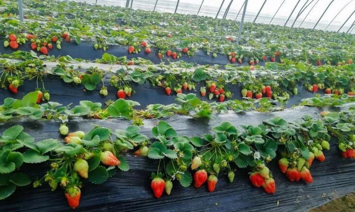 若你想在家自己种植草莓，首先要根据所在地区的气候、土壤和日照条件选择合适的品种