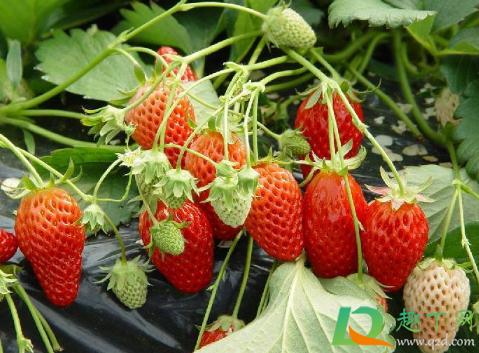 种草莓消除的时间可以根据不同情况而有所不同，但总的来说有几种方法可以有效的消除草莓的污点