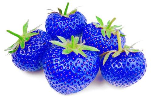 蓝色草莓配什么颜色最好