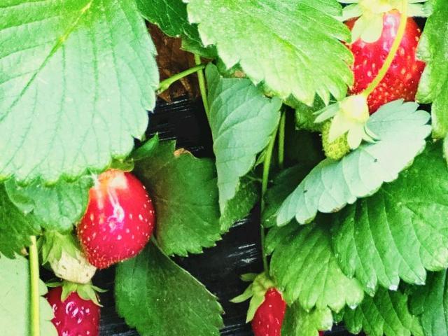 蓬莱草莓采摘园哪里有