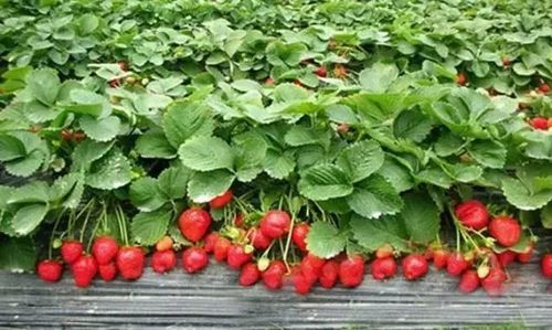 导读：草莓露天栽的数量是营造草莓园的关键一步，它不仅会影响草莓的成熟时间，也会影响其品质、生长势头以及产量