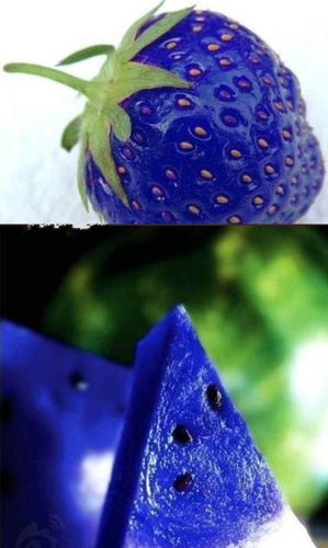 导读：蓝色草莓是一种出现在世界各地的特殊草莓