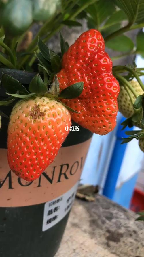 被重草莓是什么颜色