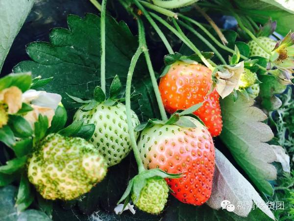 摘草莓，在蒲江有许多不同的草莓园可以去摘草莓，让你们充分体会乡村氛围和享受采摘的乐趣