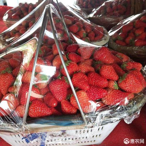 导读：想在蚌埠买一个草莓篮子，但是又不知道该去哪里买？没关系，本文将为你介绍蚌埠各大购物中心的草莓篮子特色以及购买地点，帮助您轻松购买所需之物