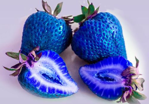 导读：蓝色草莓种子是指在品种中更为稀有的草莓品种，其特征是果实非常甜美、外形突出，因此被人们称之为蓝宝石”