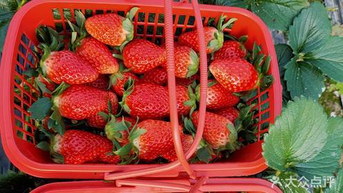 导读：萧县是一个特殊的地区在这里有一些闻名遐迩的草莓采摘园每年夏天