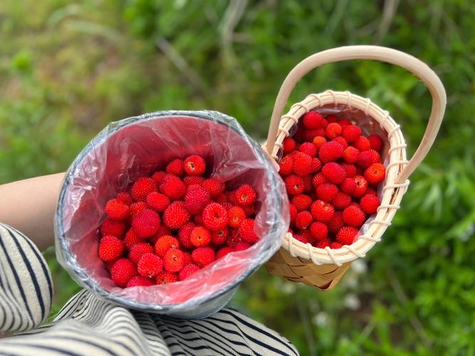 导读：想摘野草莓，故事从萧山发生