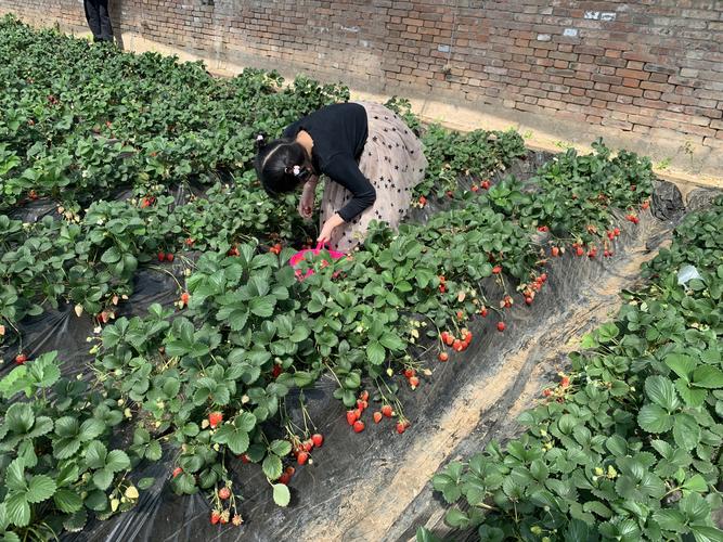 导读：蓬莱草莓采摘园是一个以蓬莱草莓为主流的采摘园它位于福建省晋江市上洋镇蓬莱草