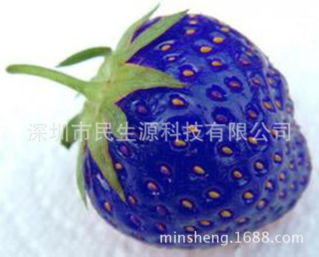 导读：蓝色草莓是季节性水果，但它也可以成为室内装饰的灵感来源