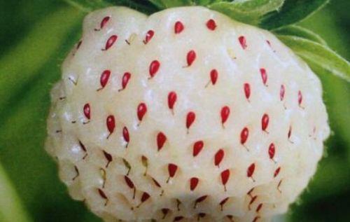 菠萝草莓种子哪里有卖