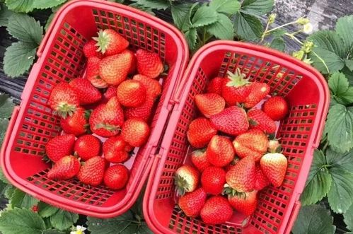 导读：在蕉岭摘果子是一种常见的休闲活动，今天我们要聊的是摘草莓