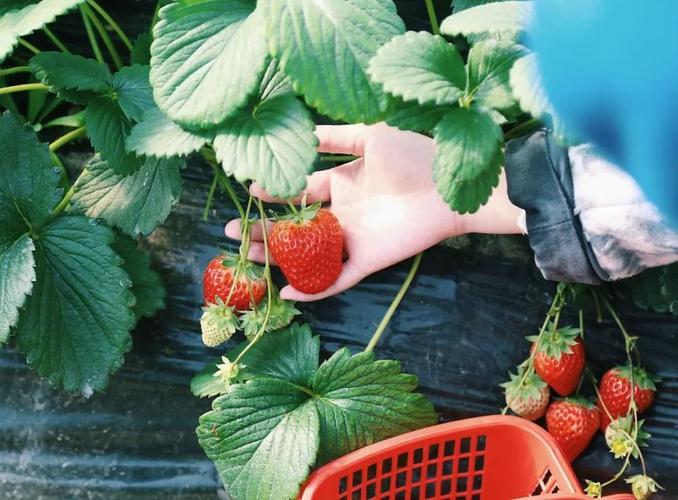 导读：衢州草莓基地是浙江省衢州市草莓产业发展的重要基地，被誉为中国草莓之乡”，享有浙西第一草莓”的美誉