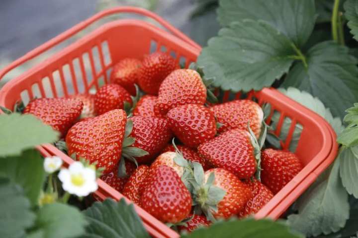 导读：荣县位于中国河南省信阳市，是一座虽小却散发着独特魅力的城市，也是一处令人神往的采摘草莓之地