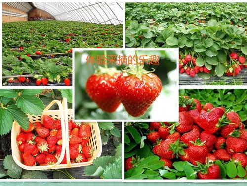 导读：营口市是一种采摘草莓的好地方草莓富含多种营养成分有益于人体健康