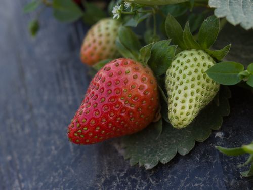 导读：要在萝岗买到新鲜的草莓，可以去杨园蔬菜批发市场、凤凰山农场草莓果园等地