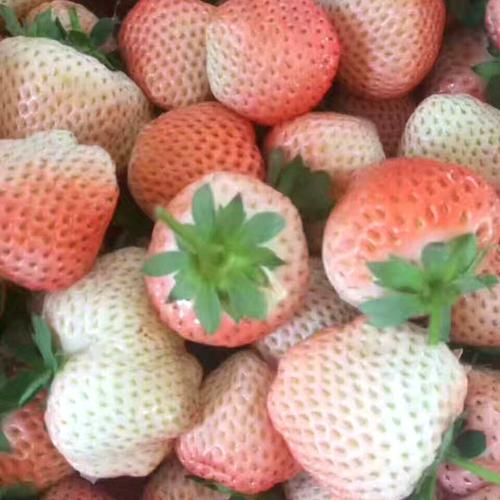 导读：菱寻草莓苗”是一种罕见的特殊品种草莓，与传统草莓不同，它具有独特的形状和营养功效