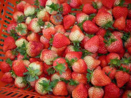 【导读】蚌埠市内拥有大量的农场，这使得游客享受最优惠的摘草莓权利